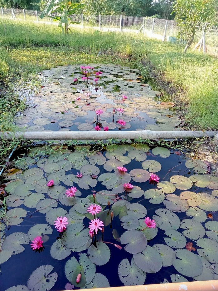 รูป บ้านสวนพร้อมที่ดิน  1 ไร่ 152 ตรว. - รูปที่ 10/15