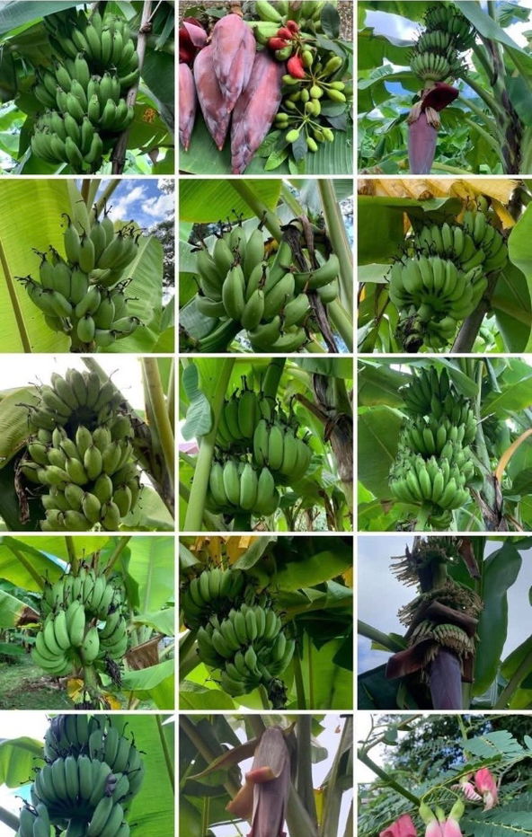 รูป ขายที่ดินทำเลทอง! หมู่บ้านช่างทอง ต.สุเทพ อ.เมืองเชียงใหม่ ใกล้มหาวิทยาลัยเชียงใหม่ (หลัง มช.) - รูปที่ 7/12