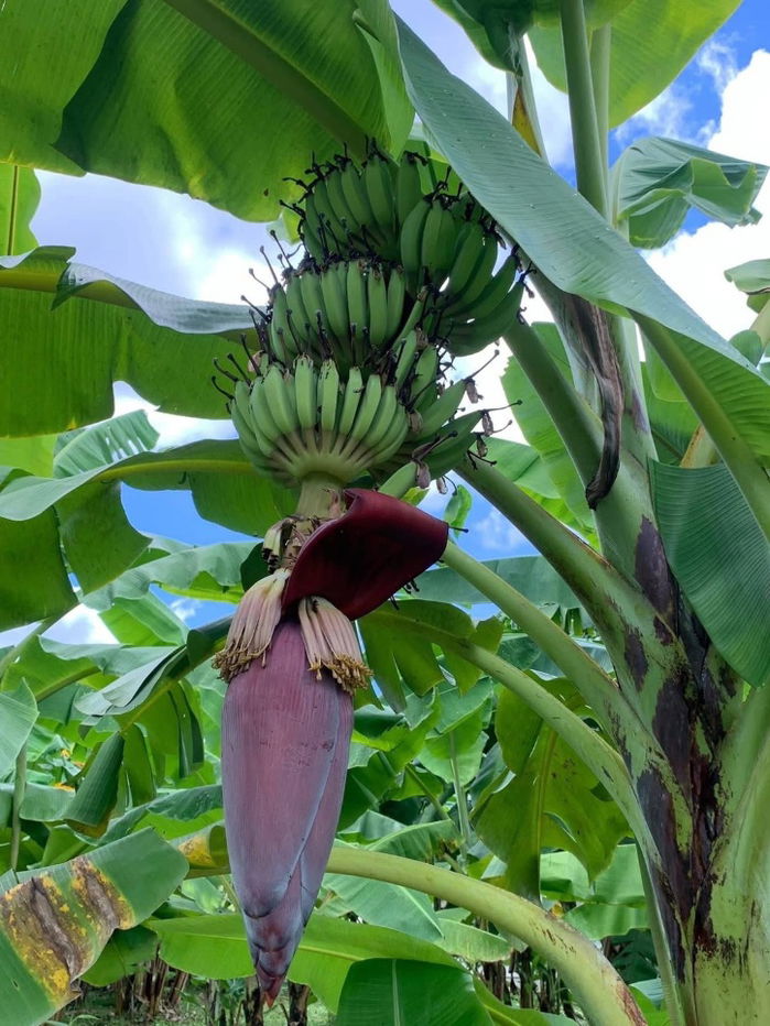 รูป ขายที่ดินทำเลทอง! หมู่บ้านช่างทอง ต.สุเทพ อ.เมืองเชียงใหม่ ใกล้มหาวิทยาลัยเชียงใหม่ (หลัง มช.) - รูปที่ 5/12