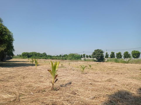 ขายที่ดิน 7 ไร่ รังสิต-นครนายก คลอง15 ตำบลประชาธิปัตย์ อำเภอธัญบุรี จังหวัดปทุมธานี(ธัญบุรี)