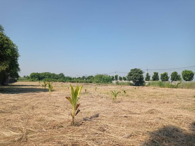 ขายที่ดิน 7 ไร่ รังสิต-นครนายก คลอง15 ตำบลประชาธิปัตย์ อำเภอธัญบุรี จังหวัดปทุมธานี(ธัญบุรี)