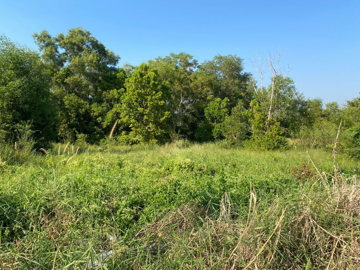 รูป ให้เช่าหรือแบ่งเช่าที่ดินย่าน “คลอง 15” จุดศูนย์กลางสวนไม้ดอก–ไม้ประดับของภาคกลาง - รูปที่ 8/11