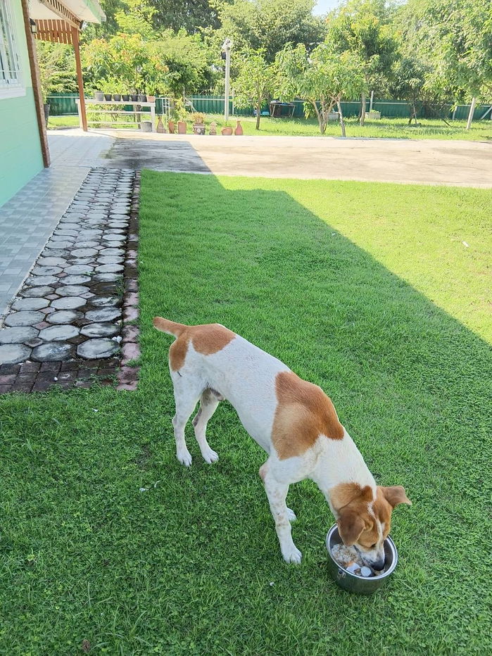 รูป บ้านสวนพร้อมที่ดิน  1 ไร่ 152 ตรว. - รูปที่ 9/15