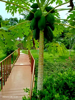 บ้านเดี่ยว พัฒนานิคม ลพบุรี : บ้านสวนพร้อมที่ดิน  1 ไร่ 152 ตรว.