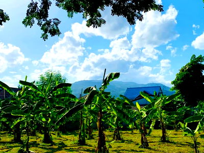 ที่ดิน เมืองเชียงใหม่ เชียงใหม่ : ขายที่ดินทำเลทอง! หมู่บ้านช่างทอง ต.สุเทพ อ.เมืองเชียงใหม่ ใกล้มหาวิทยาลัยเชียงใหม่ (หลัง มช.)