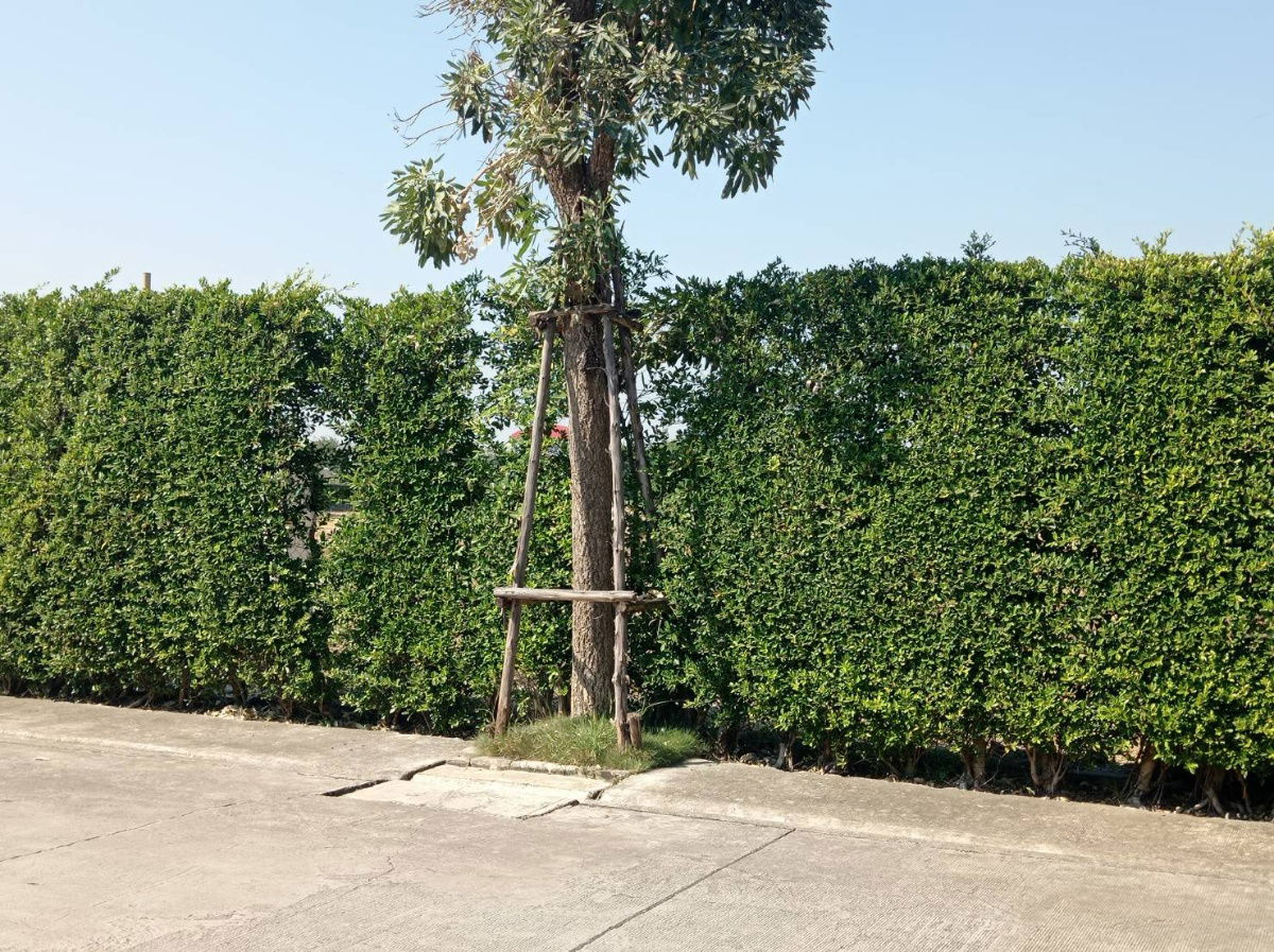 รูป ขายที่ดิน 7 ไร่ รังสิต-นครนายก คลอง15 ตำบลประชาธิปัตย์ อำเภอธัญบุรี จังหวัดปทุมธานี(ธัญบุรี) - รูปที่ 9/13