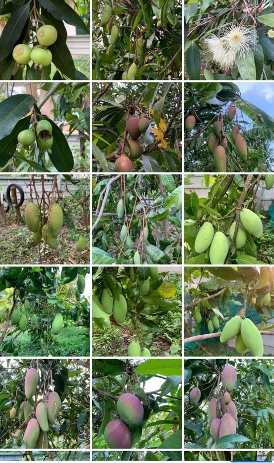 รูป ขายที่ดินทำเลทอง! หมู่บ้านช่างทอง ต.สุเทพ อ.เมืองเชียงใหม่ ใกล้มหาวิทยาลัยเชียงใหม่ (หลัง มช.) - รูปที่ 6/12