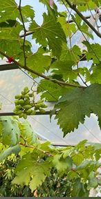 รูป ขายฟาร์มเกษตรอินทรีย์พร้อมใช้ ขนาด 1-1-91.6 ไร่ เหมาะสำหรับ เกษตรกรรุ่นใหม่ ที่ต้องการเริ่มต้นชีวิตที่ยั่งยืน รายได้มั่นคง ฟาร์ม ช.วีรศุ - รูปที่ 11/12