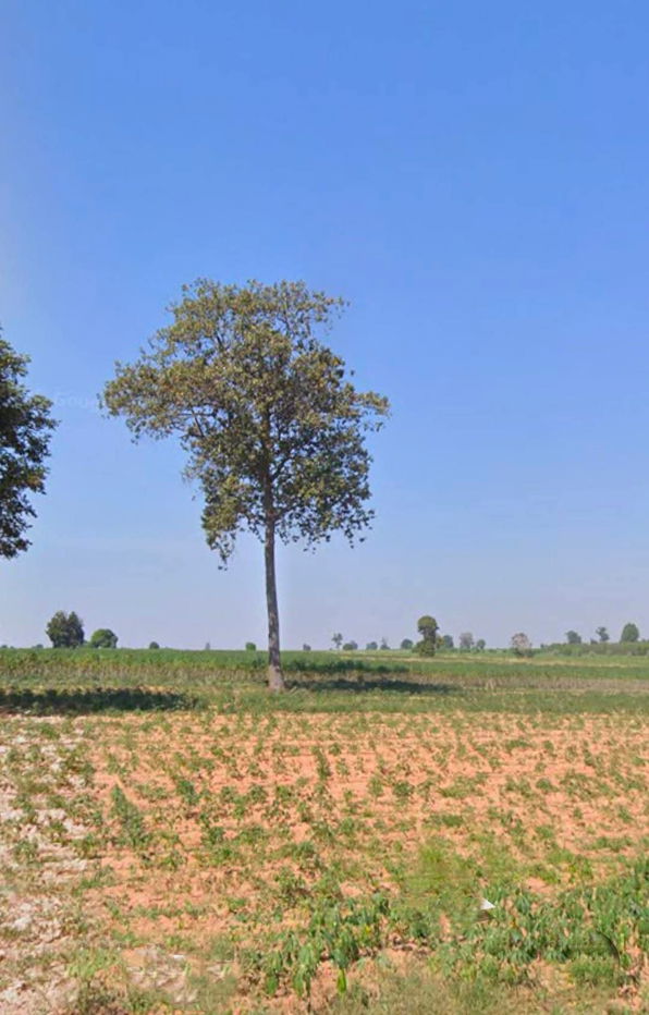 รูป ขายที่ดินตำบลลุงเขว้าหนองบุญมากจังหวัดนครราชสีมา พื้นที่ 105-0-90ไร่ ขายไร่ละ 220,000 บาทโฉนด  - รูปที่ 2/4