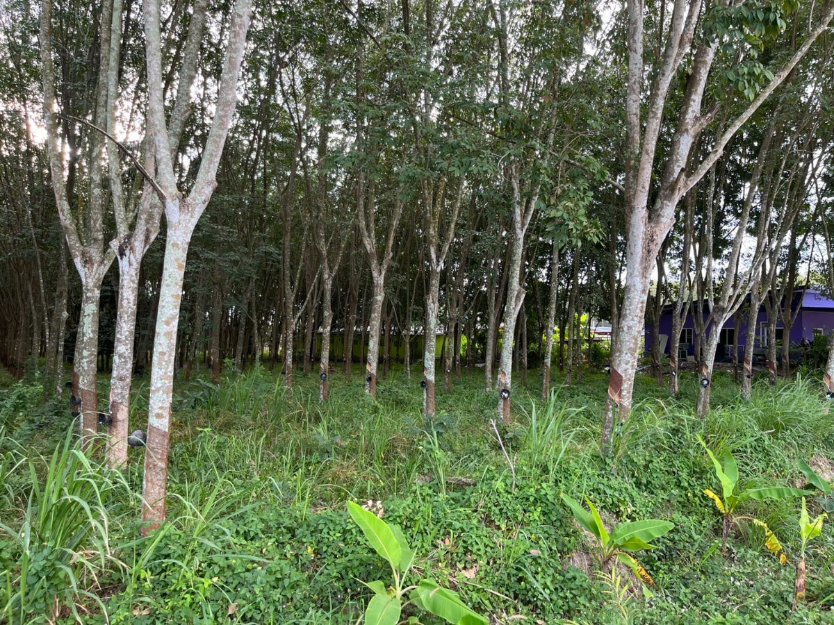 รูป ขายที่ดิน 15 ไร่ แม่น้ำคู้ ซอย 4 ต.แม่น้ำคู้ อ.ปลวกแดง ผังเมืองสีเหลืองอ่อน เจ้าของขายเอง - รูปที่ 18/23