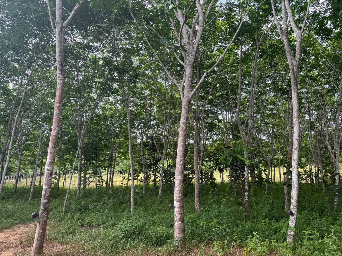 รูป ขายสวนยาง 17.5 ไร่ ต.คลองกวาง อ.นาทวี จ.สงขลา - รูปที่ 6/7