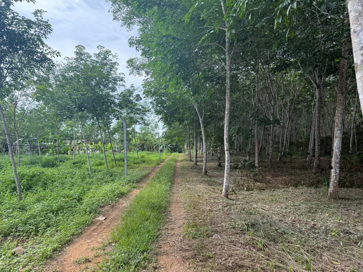 รูป ขายสวนยาง 17.5 ไร่ ต.คลองกวาง อ.นาทวี จ.สงขลา - รูปที่ 3/7