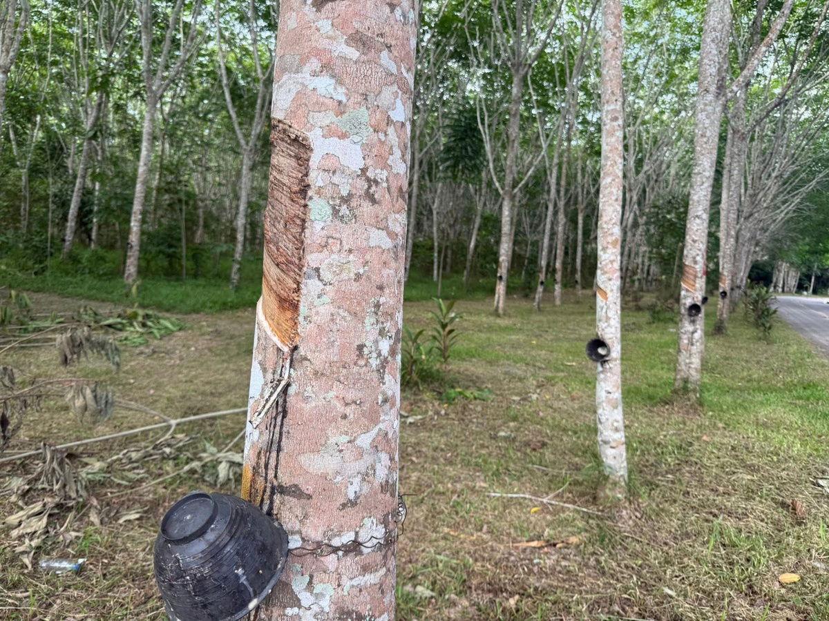 รูป ขายสวนยาง 17.5 ไร่ ต.คลองกวาง อ.นาทวี จ.สงขลา - รูปที่ 1/7