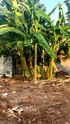 เช่าที่ดิน ถนนนนทบุรี : TD1155 ให้เช่าที่ดินแปลงงาม ย่านสนามบินน้ำ นนทบุรี