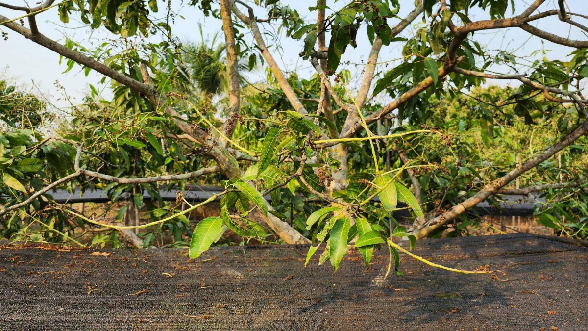 รูป ขายที่ดินถมแล้ว 4-0-40 ไร่ น้ำไม่ท่วม เหมาะแก่การทำสวนและปลูกบ้าน ต.หนองปลาสะวาย อ.บ้านโฮ่ง จ.ลำพูน - รูปที่ 6/17