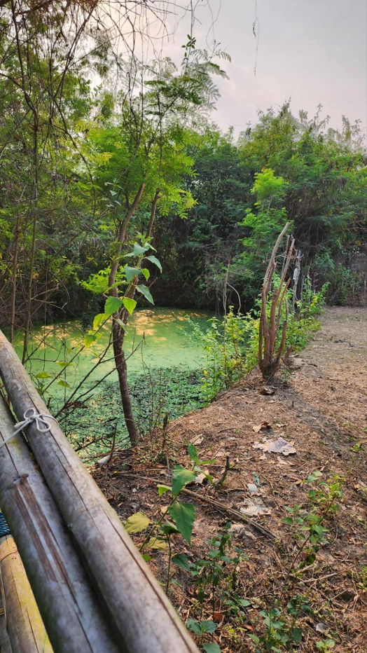 รูป ขายที่ดินถมแล้ว 4-0-40 ไร่ น้ำไม่ท่วม เหมาะแก่การทำสวนและปลูกบ้าน ต.หนองปลาสะวาย อ.บ้านโฮ่ง จ.ลำพูน - รูปที่ 5/17