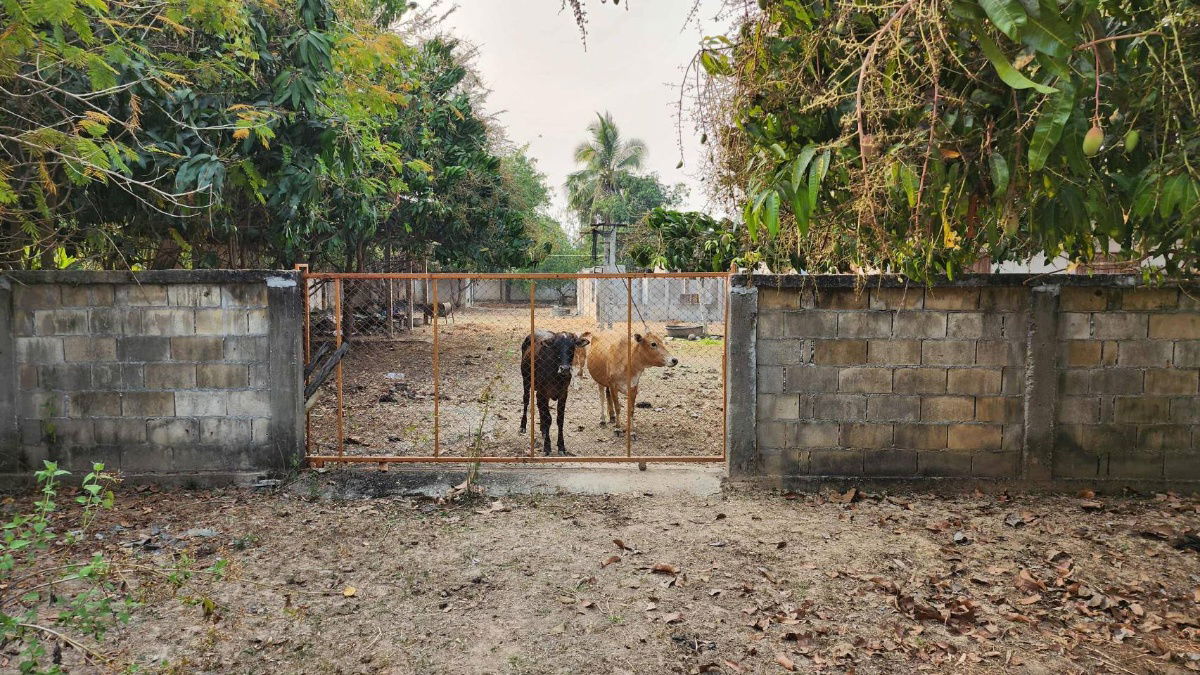 รูป ขายที่ดินถมแล้ว 4-0-40 ไร่ น้ำไม่ท่วม เหมาะแก่การทำสวนและปลูกบ้าน ต.หนองปลาสะวาย อ.บ้านโฮ่ง จ.ลำพูน - รูปที่ 3/17