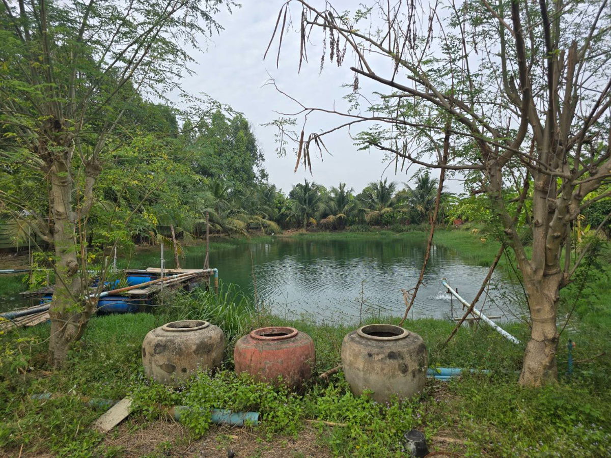 รูป ขายที่ดิน 8ไร่ 60 ตารางวา ราคาไร่ละ 4.5 ล้านบาท ซอยวัดสามง่าม บางบัวทอง ใกล้คลังเซเว่น ห่างจาก ถนน บางบัวทอง-สุพรรณบุรี 5 นาที ที่ดินถมแล้ว - รูปที่ 5/5