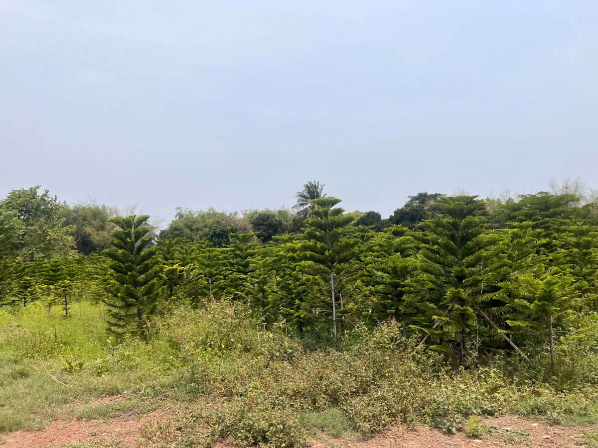 รูป ขายที่ดินแปลงสวย ทำเลดี ในเมือง ปราจีนบุรี กว่า 50 ไร่ - รูปที่ 2/18