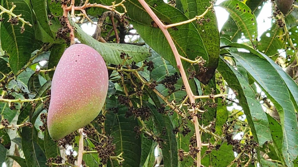 รูป ขายที่ดินถมแล้ว 4-0-40 ไร่ น้ำไม่ท่วม เหมาะแก่การทำสวนและปลูกบ้าน ต.หนองปลาสะวาย อ.บ้านโฮ่ง จ.ลำพูน - รูปที่ 8/17