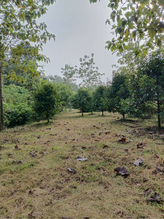 รูป ที่ดิน5ไร่2งาน61ตรว.(เจ้าของขายเอง)ต่อรองได้ - รูปที่ 9/9