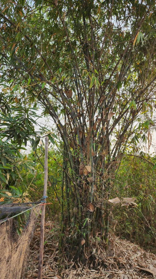 รูป ขายที่ดินถมแล้ว 4-0-40 ไร่ น้ำไม่ท่วม เหมาะแก่การทำสวนและปลูกบ้าน ต.หนองปลาสะวาย อ.บ้านโฮ่ง จ.ลำพูน - รูปที่ 9/17