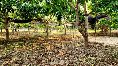 ที่ดิน บ้านโฮ่ง ลำพูน : ขายที่ดินถมแล้ว 4-0-40 ไร่ น้ำไม่ท่วม เหมาะแก่การทำสวนและปลูกบ้าน ต.หนองปลาสะวาย อ.บ้านโฮ่ง จ.ลำพูน