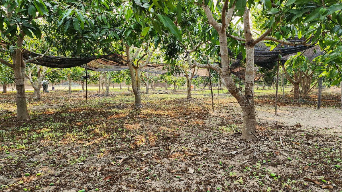 รูป ขายที่ดินถมแล้ว 4-0-40 ไร่ น้ำไม่ท่วม เหมาะแก่การทำสวนและปลูกบ้าน ต.หนองปลาสะวาย อ.บ้านโฮ่ง จ.ลำพูน - รูปที่ 1/17