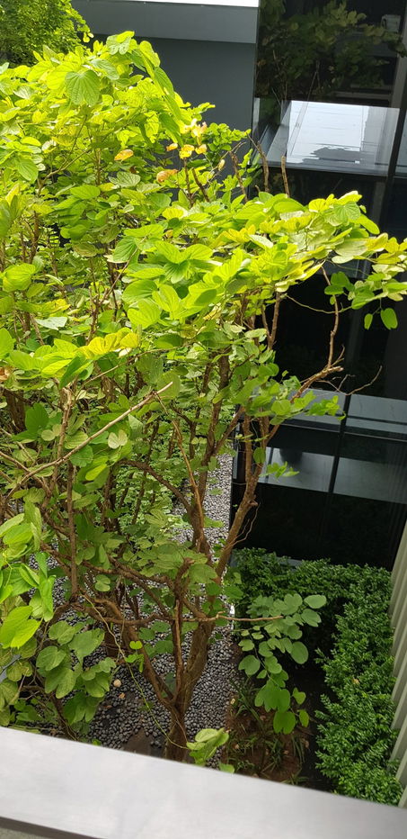 รูป ⚠️ ให้เช่าคอนโด The Key MRT Phetkasem 48 (เดอะ คีย์ เอ็มอาร์ที เพชรเกษม 48) 💚 โทร 064-9395149 / Line : @mintocondo (มี@ด้วยนะคะ) 💚 - รูปที่ 9/9