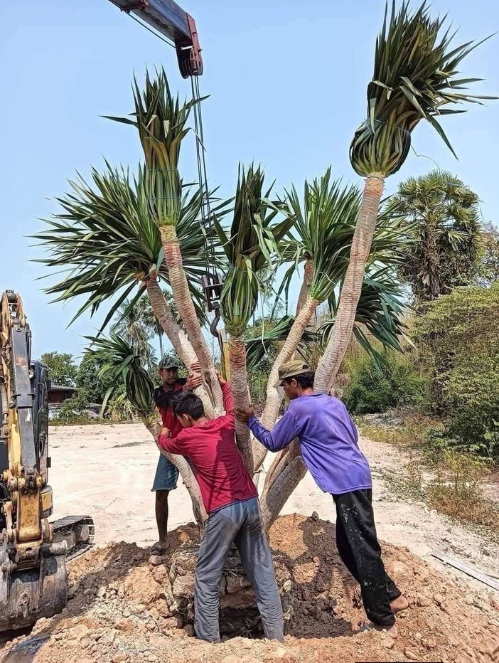 รูป ต.ห้วยทรายเหนือชะอำเพชรบุรีทำเลทองบรมสุขแลนมี5ล็อก340ตรว1200000ไฟฟ้าน่ำถนนคอนกรีใกล้7.11ทุ่งเคล็ดซีเจตลาดนัดโฉนดครุฑแดง - รูปที่ 10/15