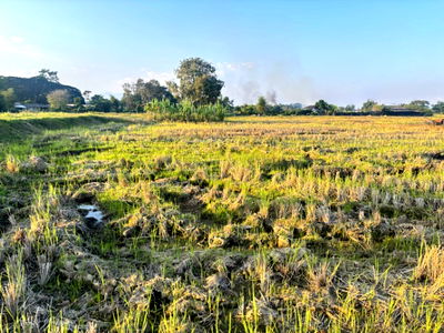 ที่ดิน ถนนพหลโยธิน : 🔥 ขายที่สวยเกือบ 4 ไร่! ต.จันจว้า อ.แม่จัน เชียงราย 