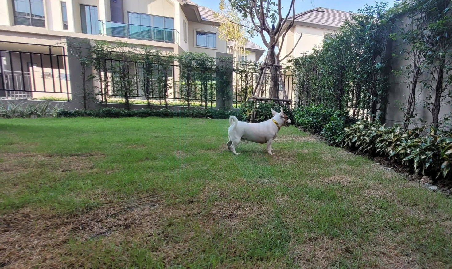 picture 📌 For Rent 2-story House BANGKOK BOULEVARD CHANGWATTANA 2 4 bedroom 3 bathroom - 6/8