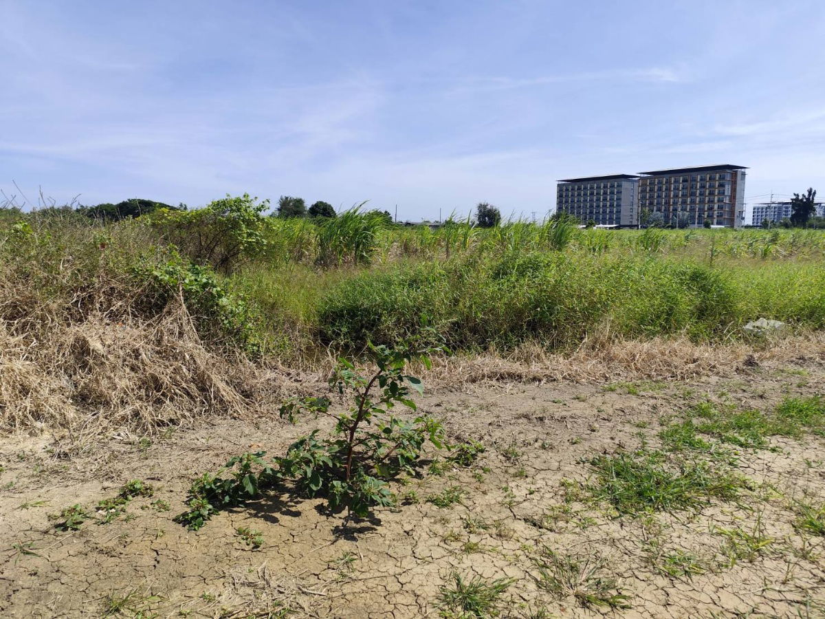 picture Vacant land for sale, a natural plot amidst cornfields, near Kasetsart University, Kamphaeng Saen  Nakhon Pathom. Quiet with good winds, fresh air - 4/9