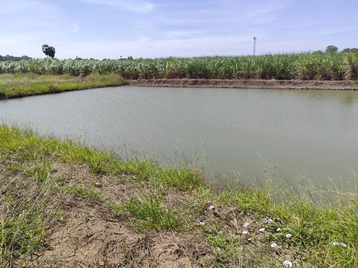 picture Vacant land for sale, a natural plot amidst cornfields, near Kasetsart University, Kamphaeng Saen  Nakhon Pathom. Quiet with good winds, fresh air - 3/9