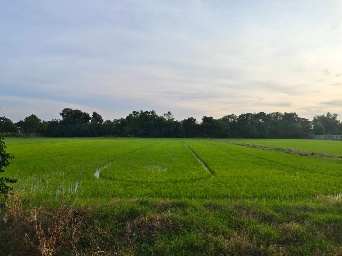 รูป ขายที่ดินแปลงสวย ทำเลดี ใกล้ถนน 346 เพียง 2.7 กม.ลาดหลุมแก้ว บน ถ.เทศบาล 4 -เนื้อที่ 12 ไร่ 3 งาน 87.7 วา2 - รูปที่ 4/8