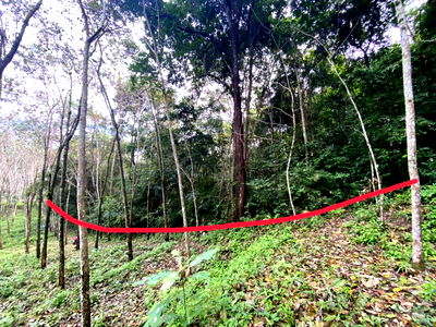 ที่ดิน พังงา : ขายที่ดินบนเกาะ โฉนดถูกต้อง พังงา