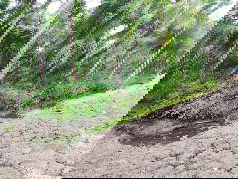 picture For Sale: Orchard Land, 1 Rai, Khlong Khoen, Mae Klong - 2/6