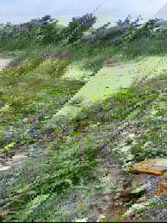 picture Land for Sale – Lat Phrao 126 Total area: 367 sq.wah - 4/6