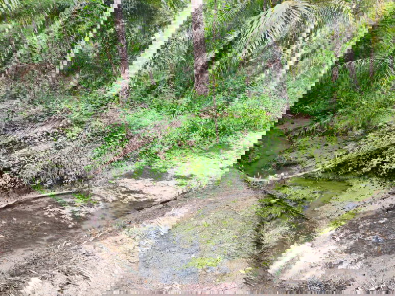 picture For Sale: Orchard Land, 1 Rai, Khlong Khoen, Mae Klong - 1/6