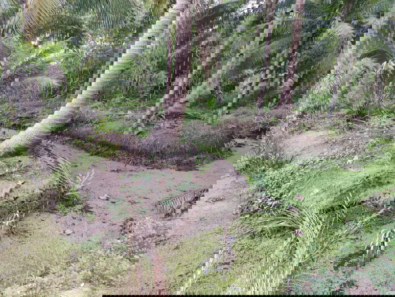 picture For Sale: Orchard Land, 1 Rai, Khlong Khoen, Mae Klong - 3/6