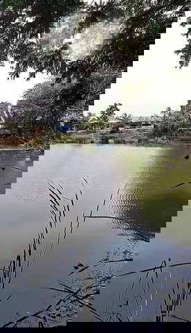 รูป ให้เช่าบ้านชั้นเดียว เล่นระดับ 50ตรว. วิวบึงน้ำ บ่อปลา อยู่อ.บางเลน นครปฐม ใกล้วัดเกาะแรต - รูปที่ 2/8
