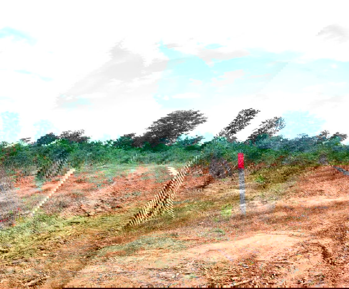 รูป ขายที่ดินปักธงชัย ต.ธงชัยเหนือ โคราช 3-3-41 ไร่ - รูปที่ 5/5