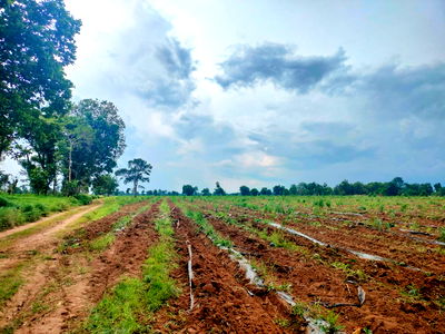 Land for sale Nakhon Ratchasima : Land for sale in Pak Chong, Thong Chai Nuea Subdistrict, Nakhon Ratchasima, 3-3-41 rai.