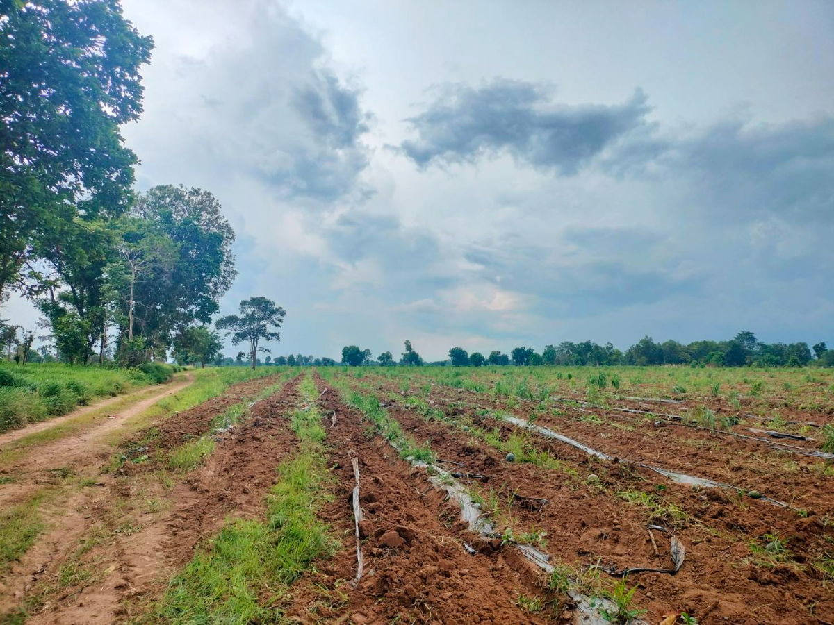 รูป ขายที่ดินปักธงชัย ต.ธงชัยเหนือ โคราช 3-3-41 ไร่ - รูปที่ 1/5