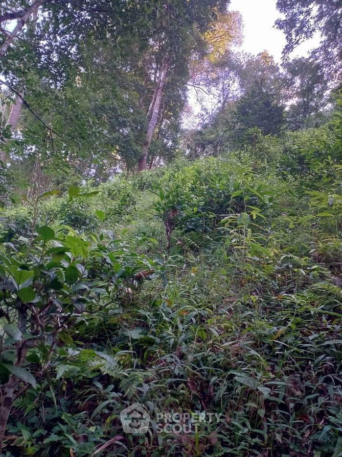 รูป ที่ดินสำหรับปล่อยขาย 24,000 ตารางเมตร แถว ใน เชียงดาว (ID 2494919) - รูปที่ 4/16