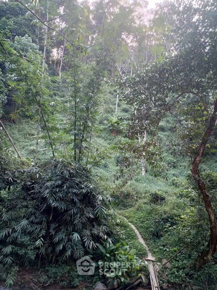 รูป ที่ดินสำหรับปล่อยขาย 24,000 ตารางเมตร แถว ใน เชียงดาว (ID 2494919) - รูปที่ 2/16