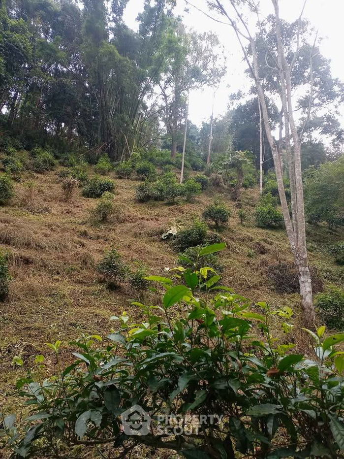 รูป ที่ดินสำหรับปล่อยขาย 24,000 ตารางเมตร แถว ใน เชียงดาว (ID 2494919) - รูปที่ 13/16