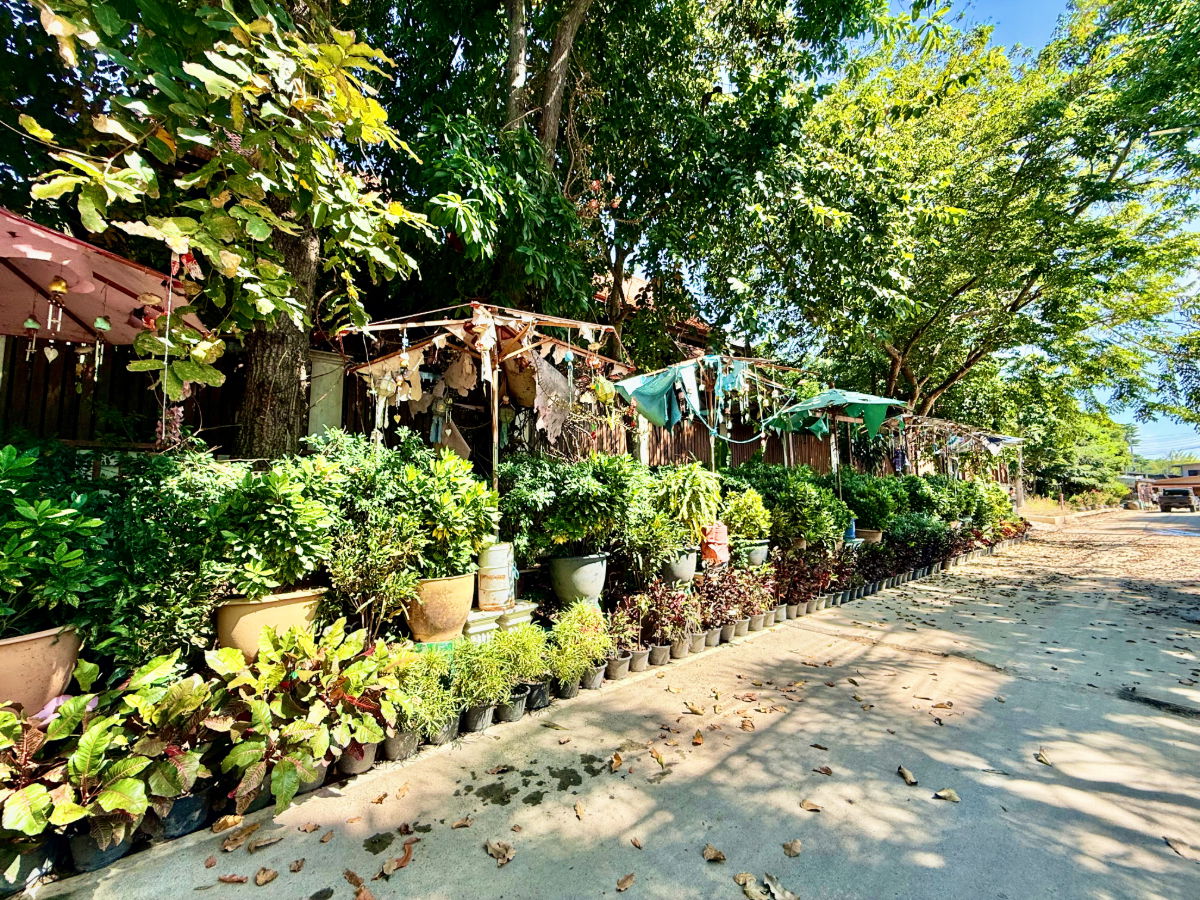 รูป ให้เช่า บ้านทรงไทยริมแม่น้ำเจ้าพระยา อ.เมือง อยุธยา - รูปที่ 3/76