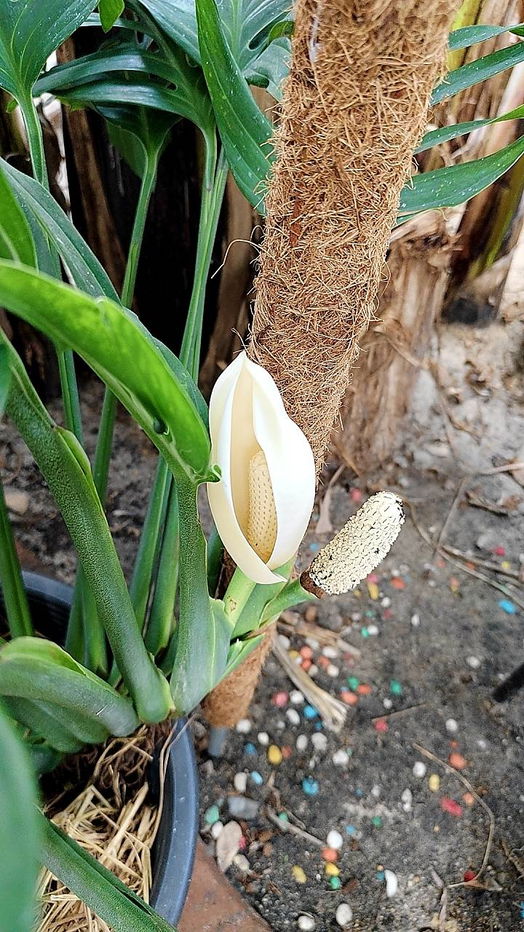 รูป ให้เช่า 3นอน51ตรว25000บ  ฮาบิเทีย บางใหญ่ HABITIA BANGYAI  ใกล้ อีเกีย บางใหญ่ - รูปที่ 102/105