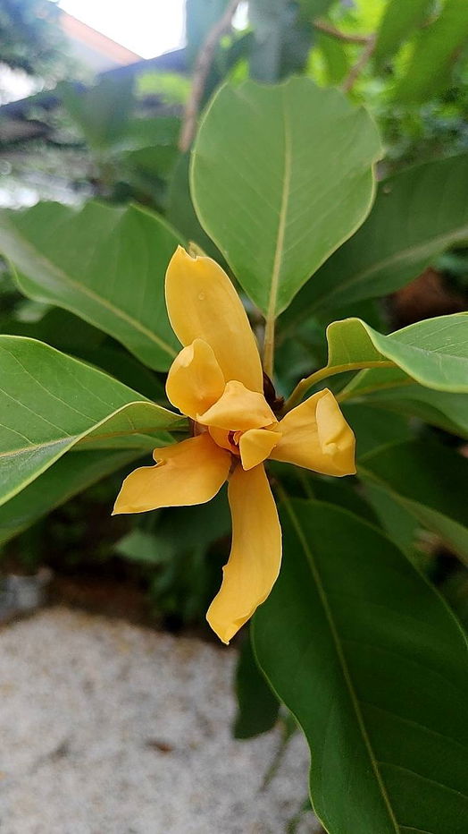 รูป ให้เช่า 3นอน51ตรว25000บ  ฮาบิเทีย บางใหญ่ HABITIA BANGYAI  ใกล้ อีเกีย บางใหญ่ - รูปที่ 104/105